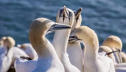 WAKUKU成2025中网唯一官方授权潮玩IP