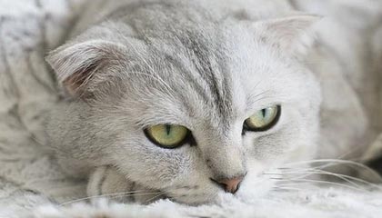 WAKUKU成2025中网唯一官方授权潮玩IP